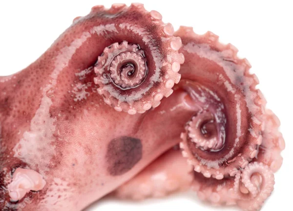 Twisted Tentakel Van Een Kleine Octopus Close — Stockfoto