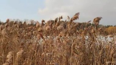 Güçlü bir rüzgarda sallanan gölün yanındaki kuru sazlıklar.