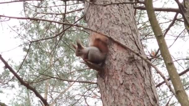 Prachtige Eekhoorn Zit Een Tak Van Een Dennenboom Het Bos — Stockvideo