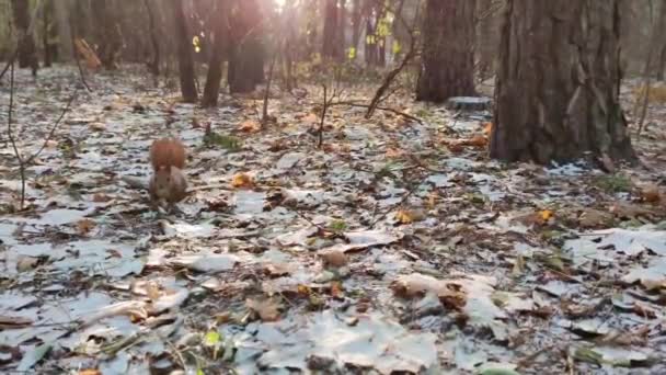 Dans Forêt Hiver Écureuil Trouve Une Noix Emporte — Video