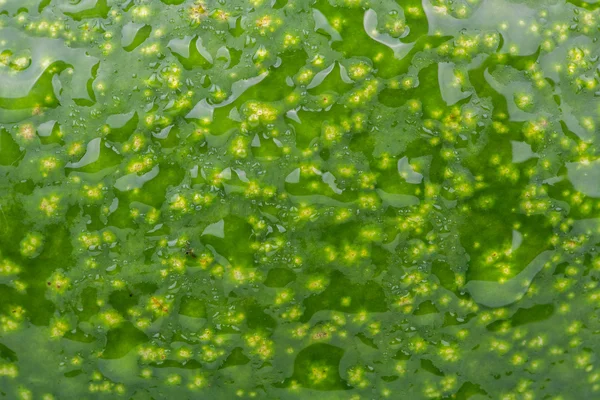 Achtergrond van avocado — Stockfoto