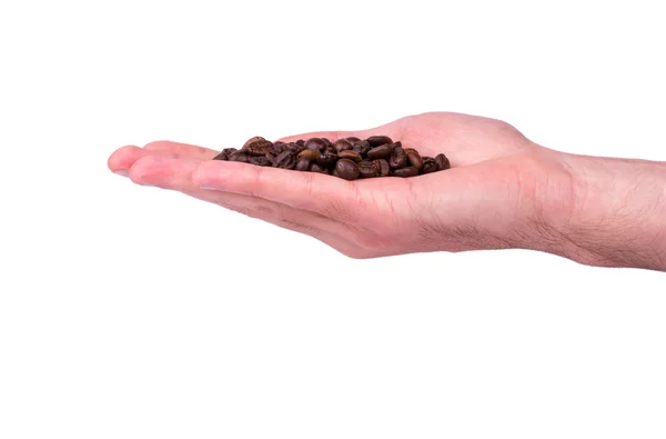 Grains of coffee in hand — Stock Photo, Image