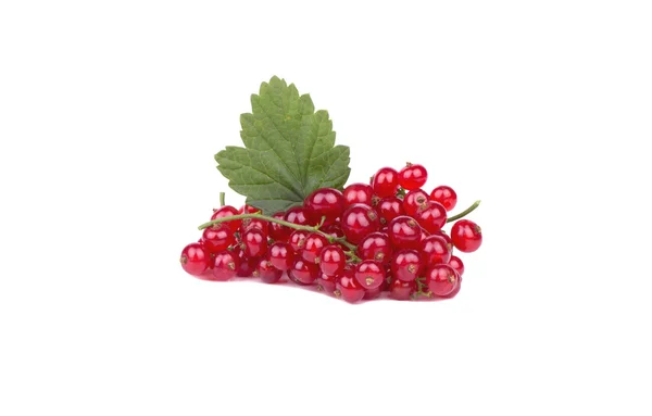 Redcurrants with leaf — Stockfoto