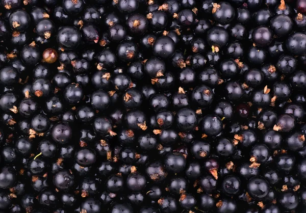 Background from currant