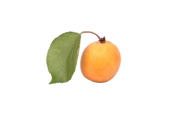 Абрикос фрукти — стокове фото