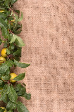 Sivas'tan yapraklarda ile dal