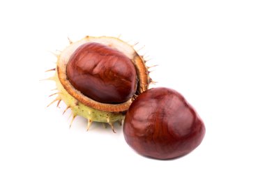 kestane kabuğu