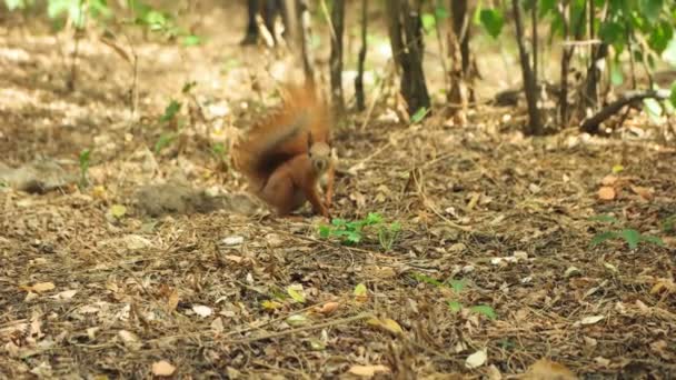 Eichhörnchen kratzt sich an der Seite — Stockvideo