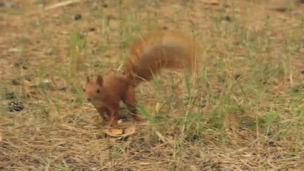 Eekhoorn en walnoot — Stockvideo