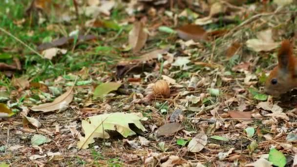 L'écureuil ronge un nu 