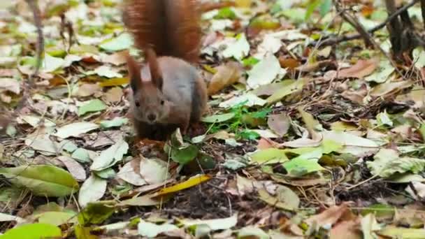 Eichhörnchen auf der Suche nach Nüssen — Stockvideo
