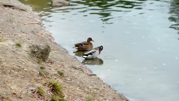 Wild ducks on the shore — Stock Video