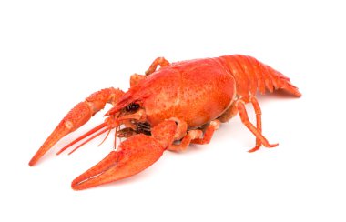 Kırmızı haşlanmış kerevit
