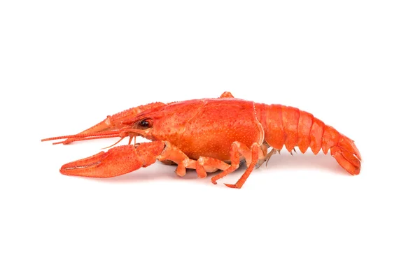红色水煮螯虾 — 图库照片