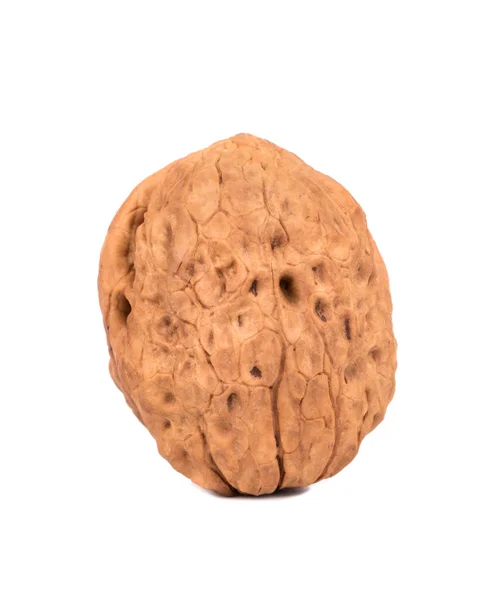 Ripe walnuts in shell — Stock Photo, Image