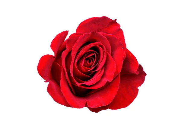 Rosa rossa isolata — Foto Stock