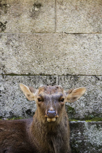 Grande cara de veado no parque Nara Japão — Fotografia de Stock