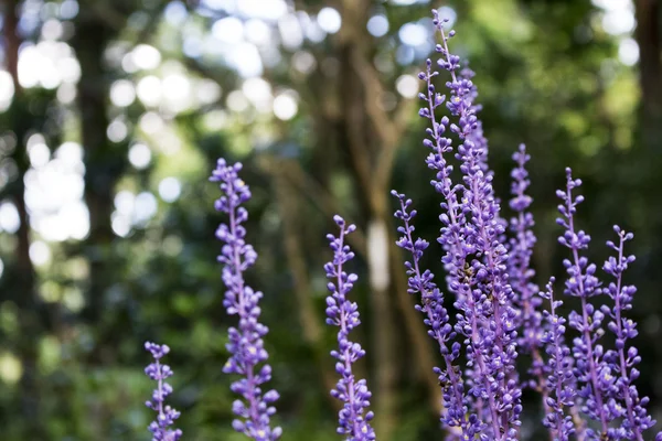 Background of violet lilyturf a small herb flower in garden