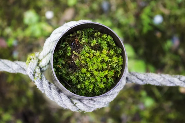 Kutup ve ip küçük ağaç