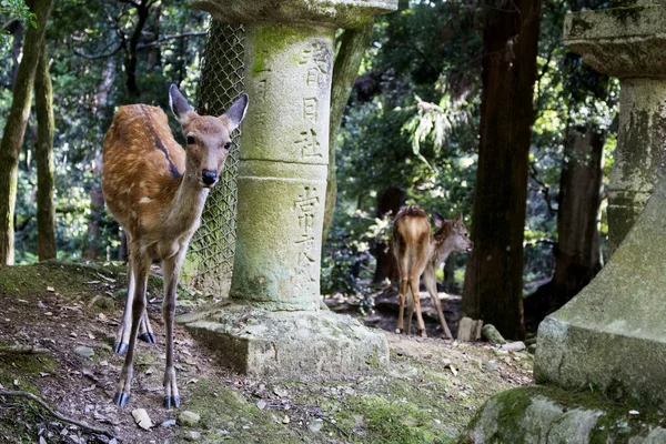 Hermosos ciervos en los santuarios de Nara —  Fotos de Stock