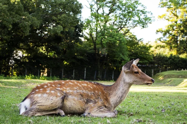 Sika Veados em Nara Park — Fotografia de Stock