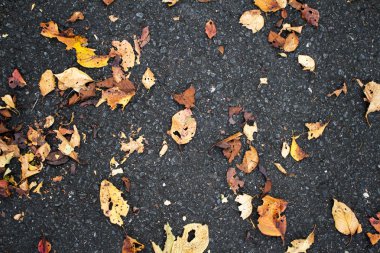 Bahar sezonu arka planda turuncu yaprak güzel yol kapaklı