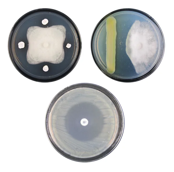 Dual culture test the antagonistic activity of bacteria against fungi