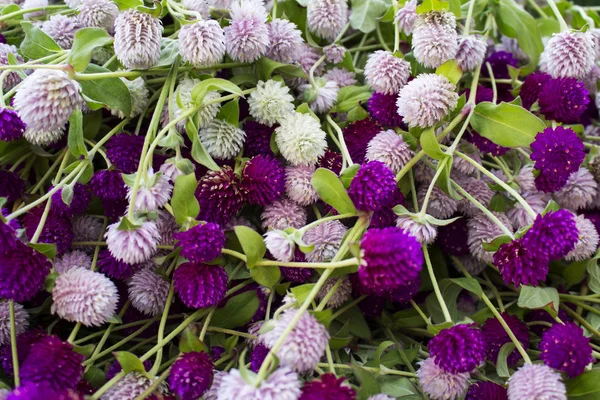 Solmayan çiçek güzel arka plan Mor ve beyaz küre