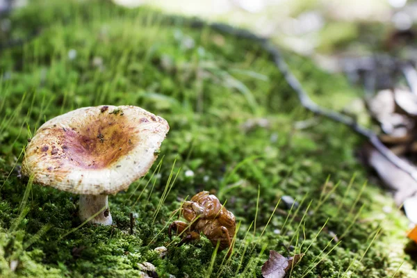 Ehető gomba és tücsök barátait arany kagyló az erdő — Stock Fotó