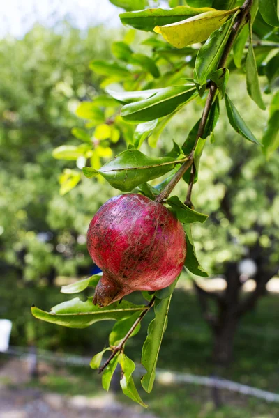 Ripe Colorful Pomegranate Fruit on Tree Branch. — Stock Photo, Image