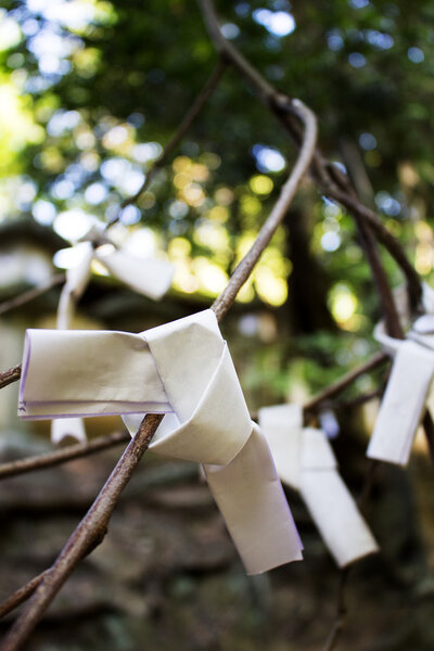 Japanese traditional fortune paper Omikuji  in shrines