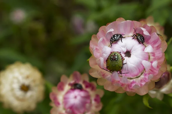 Красивий фон квітка і комаха — стокове фото