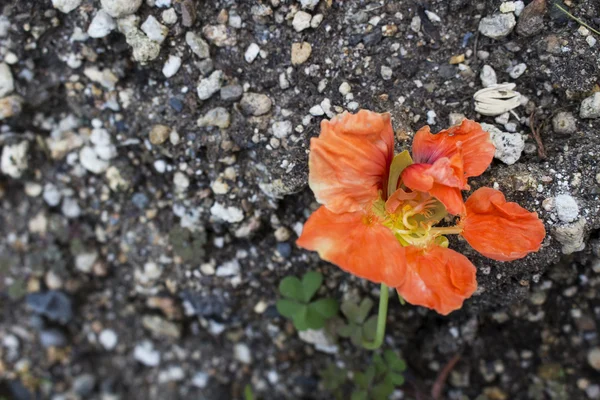 Beau bacground flétrir hibiscus orange sur terre et roche Images De Stock Libres De Droits