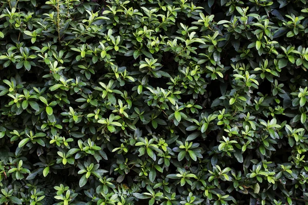 Mooie achtergrond groene muur verlaten in het zomerseizoen Stockfoto