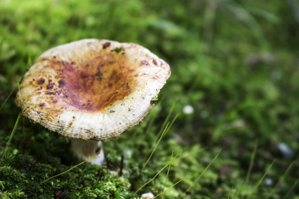 Eetbare paddenstoel uit de tuin kruid-Japan Rechtenvrije Stockafbeeldingen