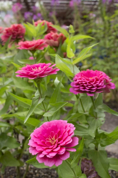 Güzel pembe Zinnia Bahçe Stok Fotoğraf