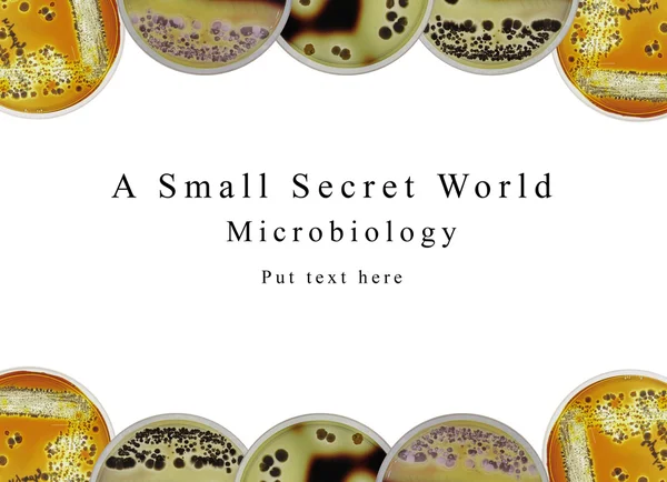 PowerPoint presentation bakgrund mikrobiologi, petriskål och Stockbild