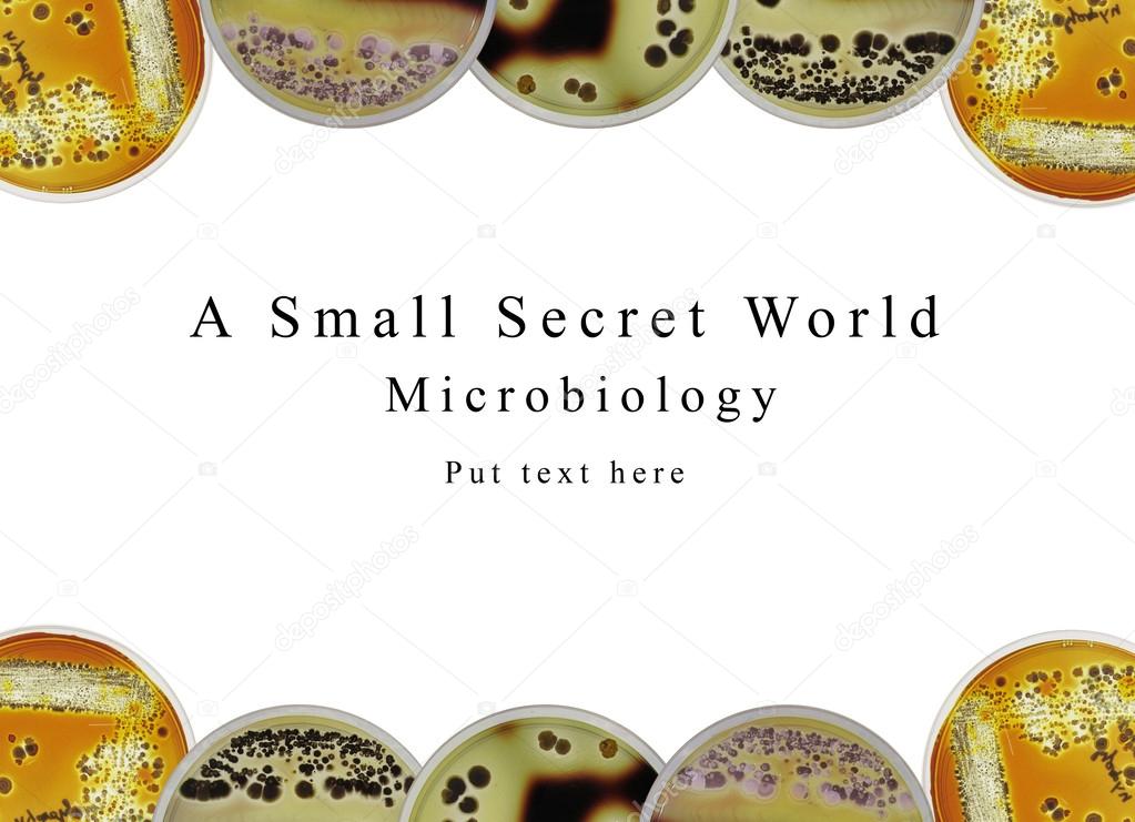 Powerpoint presentation background microbiology, petri dish and 