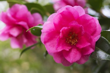 Güzel Japon Şakayık çiçeği pembe çiçekler arka plan