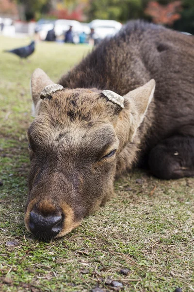 Grande sika macho ciervo corte cornamenta dormir y acostado en el parque —  Fotos de Stock