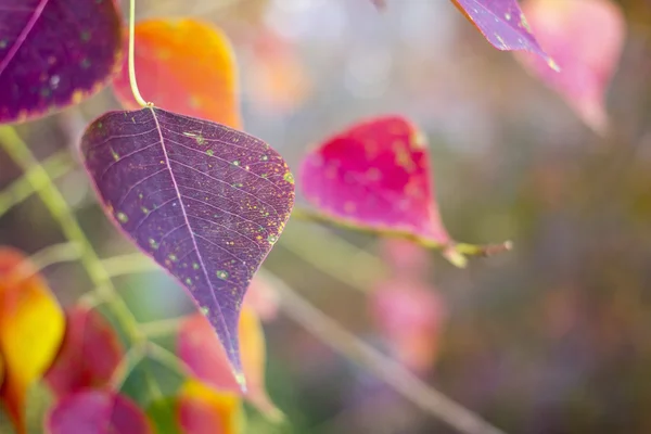 Latar belakang dari warna daun musim gugur yang berbeda — Stok Foto