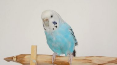 Mavi dalgalı uzun kuyruklu papağan