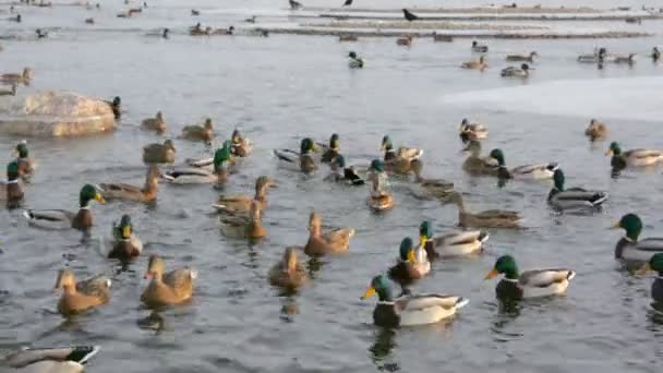 Patos y dragones — Vídeo de stock