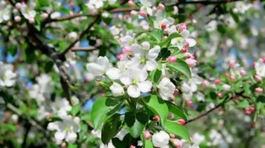 Güçlü bir rüzgar üstüne ağaç