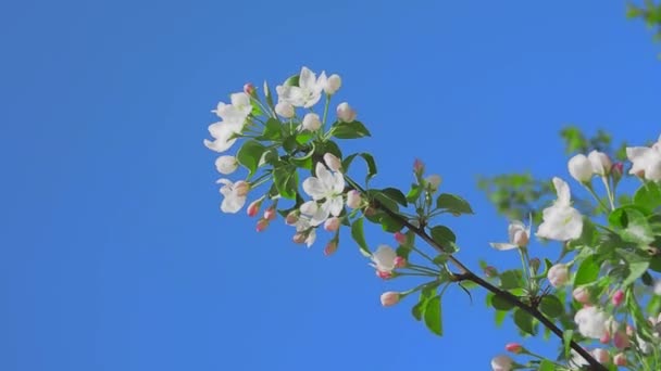 Apple blossom one branch — Stock Video