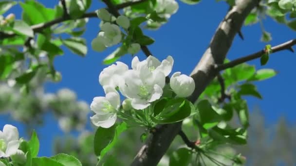 Яблочный белый цветок — стоковое видео