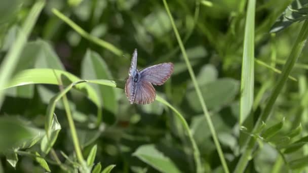 Farfalla di Lycaenidae primo piano — Video Stock