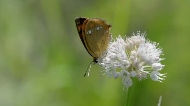 Бабочка из Lycaenidae коричневого цвета крупным планом — стоковое видео