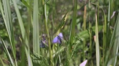 Lycaenidae üç kelebekler