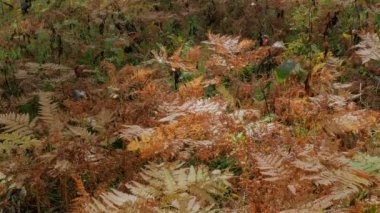 çalılıkları kahverengi eğreltiotu